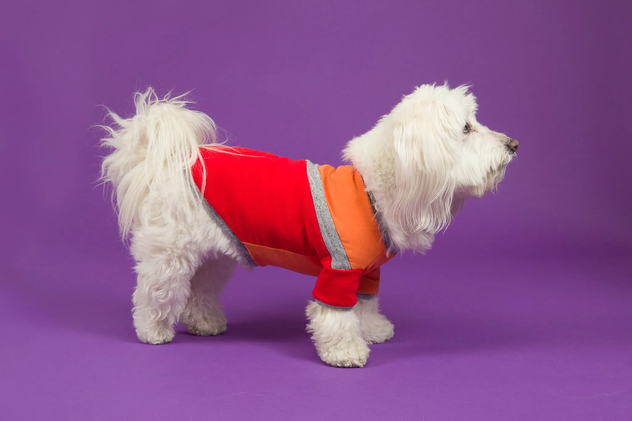 Diagonal Stripe Dog T-shirt: Orange Red