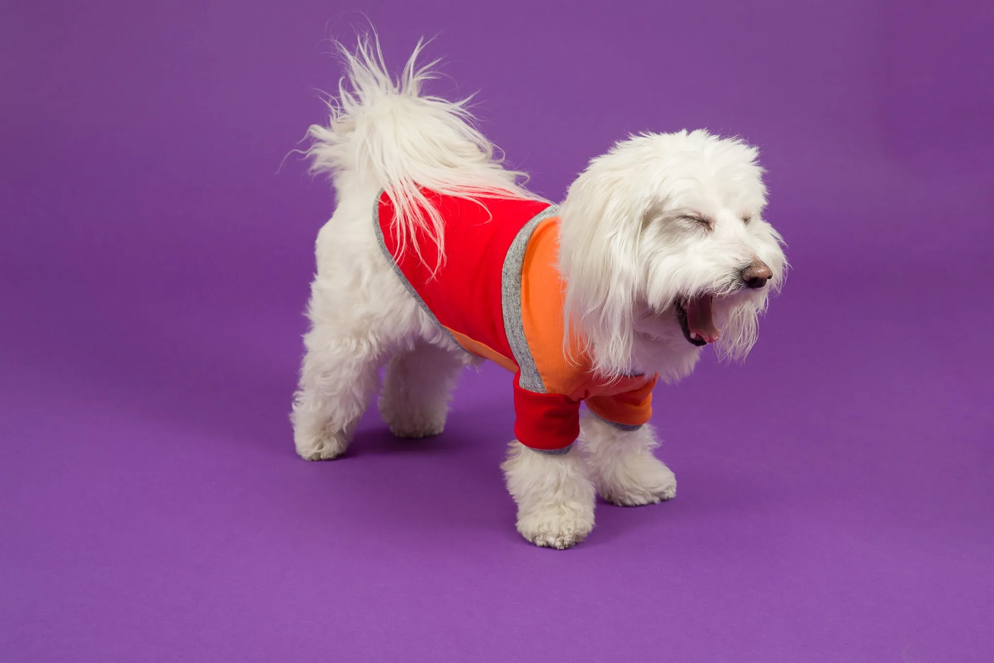 Diagonal Stripe Dog T-shirt: Orange Red